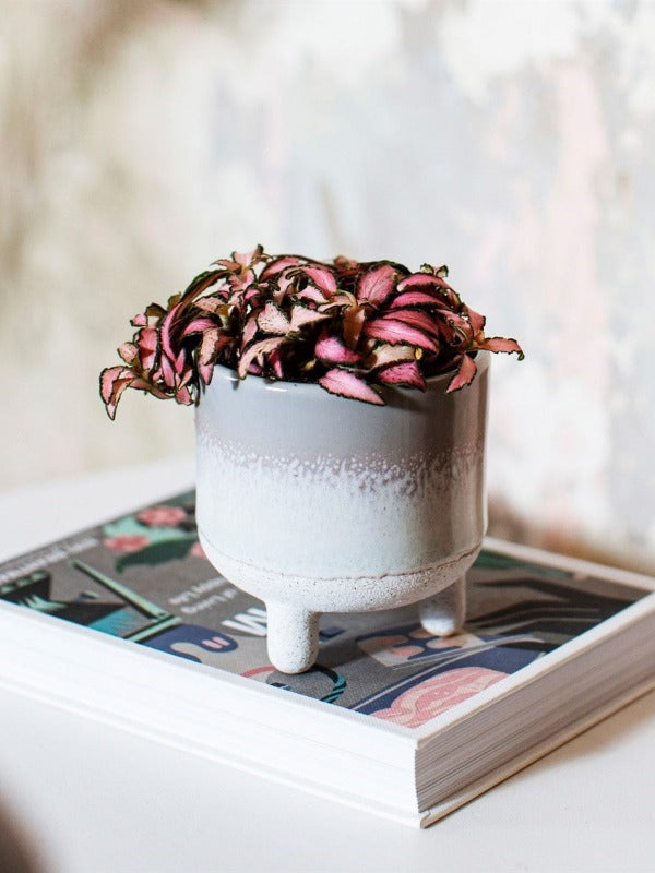 sass and belle plant pot Mojave Small Planter - Grey Glaze | Sass & Belle